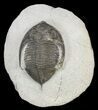 Bargain, Zlichovaspis Trilobite #62167-5